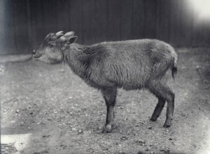 लंदन चिड़ियाघर में हिमालयन गोराल, 1914। द्वारा फ्रेडरिक विलियम बॉन्ड