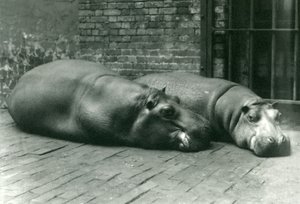 Hippopotamuses Bobbie और Joan लंदन के चिड़ियाघर में अपने बाड़े में लेटे हुए, जुलाई 1923 (bw photo) द्वारा फ्रेडरिक विलियम बॉन्ड