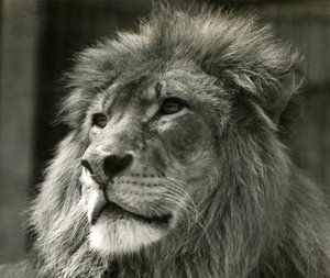 अगस्त 1924 में लंदन चिड़ियाघर में नर शेर कुजा