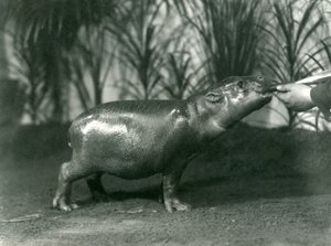 पर्सी, एक युवा Pygmy Hippopotamus को लंदन के चिड़ियाघर में खिलाया गया, नवंबर 1923 (bw फोटो) द्वारा फ्रेडरिक विलियम बॉन्ड