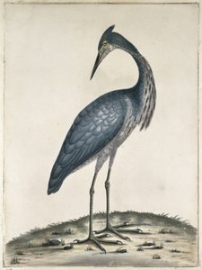एक बगुला, 1789 (wc और स्याही कागज पर)