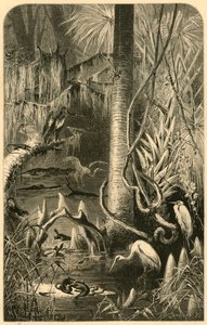 एक फ्लोरिडा दलदल, 1872।