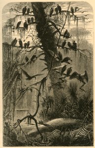 अपघटन की प्रतीक्षा, 1872।