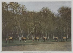 Foret de Compiegne, फ्रांस में ला क्रिक्स-सेंट-ओएन में रेसहॉर्स का व्यायाम (रंगीन फोटो) द्वारा फ्रेंच फोटोग्राफर