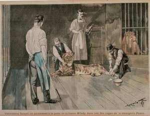 शेरनी मिलाडी के पंजे पर पट्टी बांधते हुए एक पशु चिकित्सक, c.1898-99 (रंगीन उत्कीर्णन) द्वारा फ्रेंच स्कूल