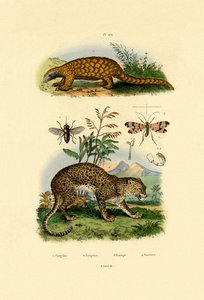एंटीक, 1833-39 द्वारा फ्रेंच स्कूल