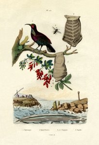 बर्ड ऑफ पैराडाइज, 1833-39 द्वारा फ्रेंच स्कूल