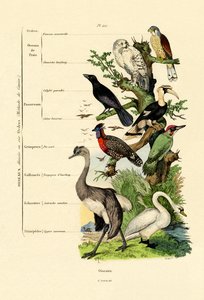 पक्षी, 1833-39 द्वारा फ्रेंच स्कूल