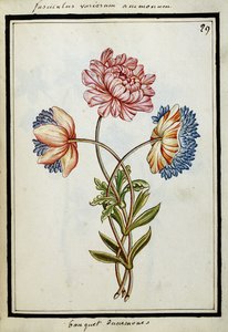 एनीमोन का गुलदस्ता, c.1700 द्वारा फ्रेंच स्कूल
