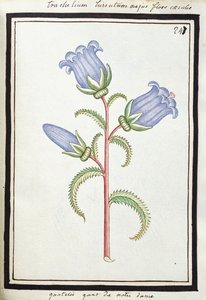 कैम्पैनुला ट्रेचेलियम, c.1700 (वाटर कलर ड्राइंग, ब्लैक में फ़्रेमयुक्त) द्वारा फ्रेंच स्कूल