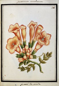 कनाडाई जैस्मीन, c.1700 द्वारा फ्रेंच स्कूल