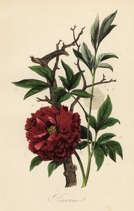 आम peony, Paeonia officinalis, कोबवेब के साथ द्वारा फ्रेंच स्कूल