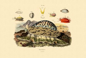 कौड़ी के गोले, 1833-39 द्वारा फ्रेंच स्कूल