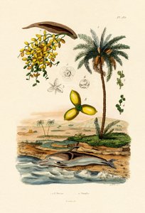 दिनांक पाम, 1833-39 द्वारा फ्रेंच स्कूल