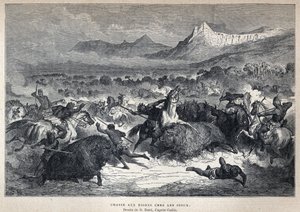 कनाडा की खोज: सिओक्स बाइसन हंट। कैटलिन के बाद गुस्ताव डोर द्वारा ड्राइंग। यूजीन गुएनिन द्वारा "ला नोवेल फ्रांस" में 19वीं शताब्दी के अंत से उत्कीर्णन। द्वारा फ्रेंच स्कूल