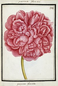 महिला Peony, c.1700 द्वारा फ्रेंच स्कूल