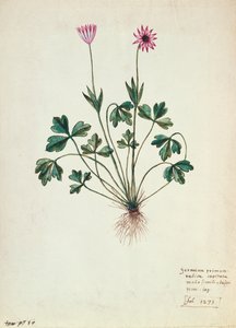 Fol.1275 Geranium (कागज पर wc) द्वारा फ्रेंच स्कूल