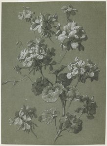 गेरियम (पेलार्गोनियम एसपी), c.1800 (लकड़ी का कोयला और सफेद चाक, हरा कड़ाही) द्वारा फ्रेंच स्कूल