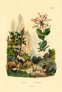 बकरियाँ, 1833-39 द्वारा फ्रेंच स्कूल