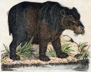 दरियाई घोड़ा। "" Alphabet des animaux sauvages" में उत्कीर्णन। नौवीं श्रृंखला। एपिनल, पेलरिन, प्रिंटर-प्रकाशक, लगभग 1870 की इमेजरी। लकड़ी पर उत्कीर्णन, स्टेंसिल। 16 पृष्ठ। मंद: 20 x 15 सेमी। निजी संग्रह द्वारा फ्रेंच स्कूल