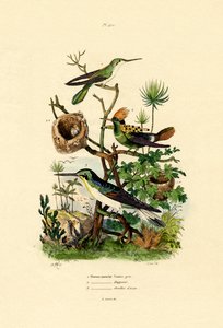 हमिंगबर्ड्स, 1833-39 द्वारा फ्रेंच स्कूल