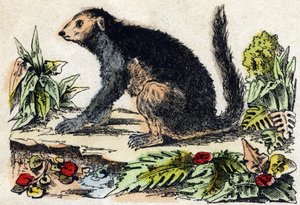 इंद्री (लेमुरियन)। "" Alphabet des animaux sauvages" में उत्कीर्णन। नौवीं श्रृंखला। एपिनल, पेलरिन, प्रिंटर-प्रकाशक, लगभग 1870 की इमेजरी। लकड़ी पर उत्कीर्णन, स्टेंसिल। 16 पृष्ठ। मंद: 20 x 15 सेमी। निजी संग्रह द्वारा फ्रेंच स्कूल