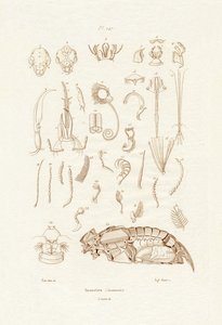 कीड़े, 1833-39 द्वारा फ्रेंच स्कूल