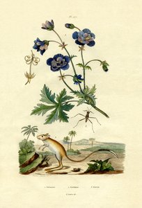 जेरोबा, 1833-39 द्वारा फ्रेंच स्कूल