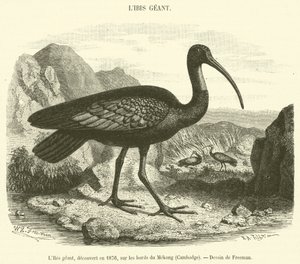 मेकांग, कंबोडिया (उत्कीर्णन) के तट पर 1876 में खोजा गया विशाल आइबिस द्वारा फ्रेंच स्कूल
