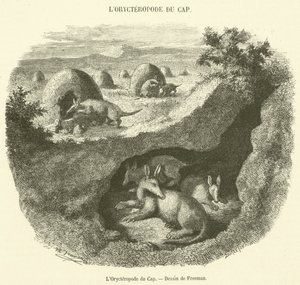 L'Orycteropod du Cap (उत्कीर्णन) द्वारा फ्रेंच स्कूल