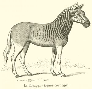 Le Couagga, Equus couagga (उत्कीर्णन) द्वारा फ्रेंच स्कूल