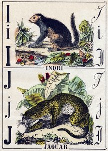 पत्र I इंद्री (लेमुरियन); जे जगुआर। "" Alphabet des animaux sauvages" में उत्कीर्णन। नौवीं श्रृंखला। एपिनल, पेलरिन, प्रिंटर-प्रकाशक, लगभग 1870 की इमेजरी। लकड़ी पर उत्कीर्णन, स्टेंसिल। 16 पृष्ठ। मंद: 20 x 15 सेमी। निजी संग्रह द्वारा फ्रेंच स्कूल