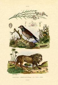 लिनेट, 1833-39 द्वारा फ्रेंच स्कूल