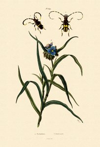 लोंगहॉर्न बीटल, 1833-39 द्वारा फ्रेंच स्कूल