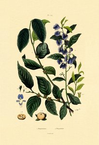 लोटस प्लम, 1833-39 द्वारा फ्रेंच स्कूल