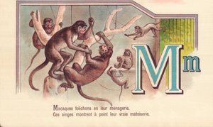 M: Macaques अपने मेनगार्इ में पत्रक, ये बंदर अपने वास्तविक matoiserie दिखाते हैं द्वारा फ्रेंच स्कूल