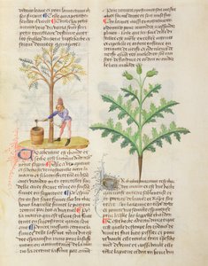 सुश्री Dioscorides द्वारा विभिन्न जड़ी बूटी, दोहन writhing fol.165r द्वारा फ्रेंच स्कूल