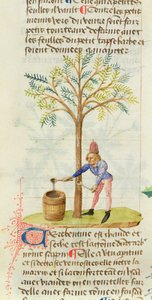 सुश्री एस्ट 28 M.5.9 फॉल.165 आर पेडेनियस डायोस्कोराइड्स द्वारा ग्रैंड हर्बियर से तारपीन का संग्रह (सी। 40-90 ई।) द्वारा फ्रेंच स्कूल