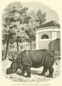 प्राकृतिक इतिहास का संग्रहालय, पेरिस में, युवा गैंडे (उत्कीर्णन) द्वारा फ्रेंच स्कूल