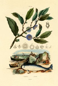 नेपोलियन की टोपी, 1833-39 द्वारा फ्रेंच स्कूल