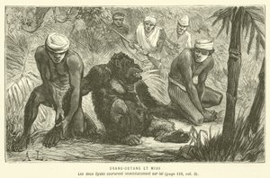 ओरंग-आउटांग एट मिआस (उत्कीर्णन) द्वारा फ्रेंच स्कूल