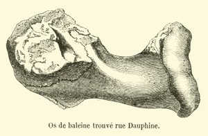 व्हेल की हड्डी rue Dauphine मिली द्वारा फ्रेंच स्कूल