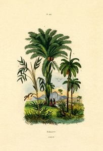 पाम ट्री, 1833-39 द्वारा फ्रेंच स्कूल
