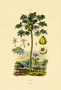 पपीता, 1833-39 द्वारा फ्रेंच स्कूल