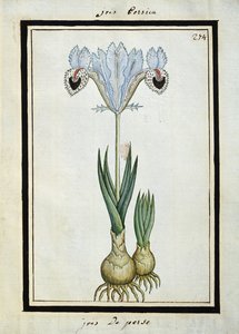 फारसी आइरिस, c.1700 द्वारा फ्रेंच स्कूल