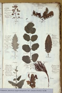 फ़िलीबर्ट कॉमर्सन (1727-73) हर्बेरियम द्वारा फ्रेंच स्कूल