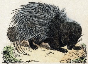 पोर्क-महाकाव्य (सुअर महाकाव्य)। "" Alphabet des animaux sauvages" में उत्कीर्णन। नौवीं श्रृंखला। एपिनल, पेलरिन, प्रिंटर-प्रकाशक, लगभग 1870 की इमेजरी। लकड़ी पर उत्कीर्णन, स्टेंसिल। 16 पृष्ठ। मंद: 20 x 15 सेमी। निजी संग्रह द्वारा फ्रेंच स्कूल