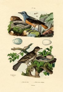 रौफस-टेल्ड रॉक-थ्रश, एडॉल्फ फ्राइज़ द्वारा फ्रेंच स्कूल