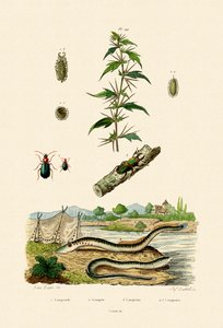 रफ कॉकलेबुर, 1833-39 द्वारा फ्रेंच स्कूल