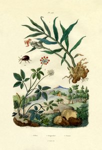 शाइनी स्पाइडर बीटल, 1833-39 द्वारा फ्रेंच स्कूल